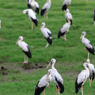 08 Day Experience in Sri Lanka - Go Lanka Tour
