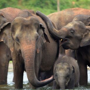 01 Day Experience in Sri Lanka - Go Lanka Tour
