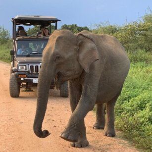 11th Day Experience in Sri Lanka - Go Lanka Tour