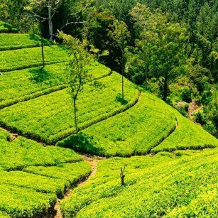 07 Day Experience in Sri Lanka - Go Lanka Tour