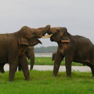 08 Day Experience in Sri Lanka - Go Lanka Tour