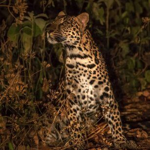 10 Day Experience in Sri Lanka - Go Lanka Tour