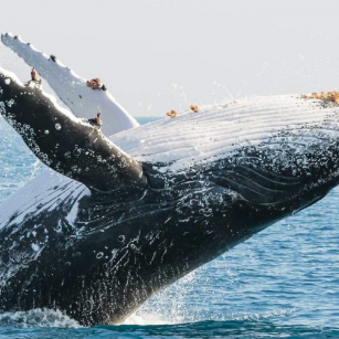 06 Day Experience in Sri Lanka - Go Lanka Tour