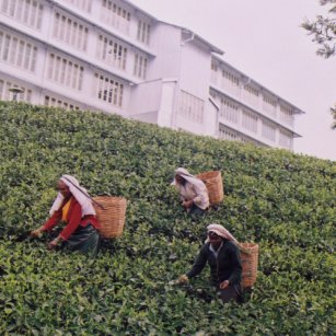03 Day Experience in Sri Lanka - Go Lanka Tour